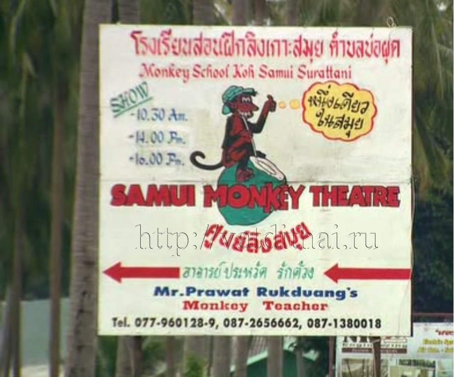 школа театр самуи таиланд обезьяны