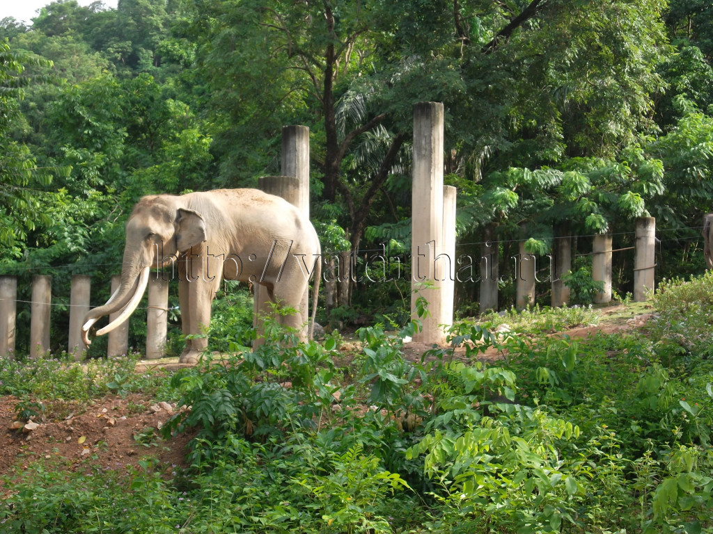 зоопарк Кхао Кхео