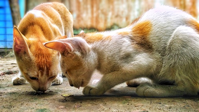Кошки в Тайланде