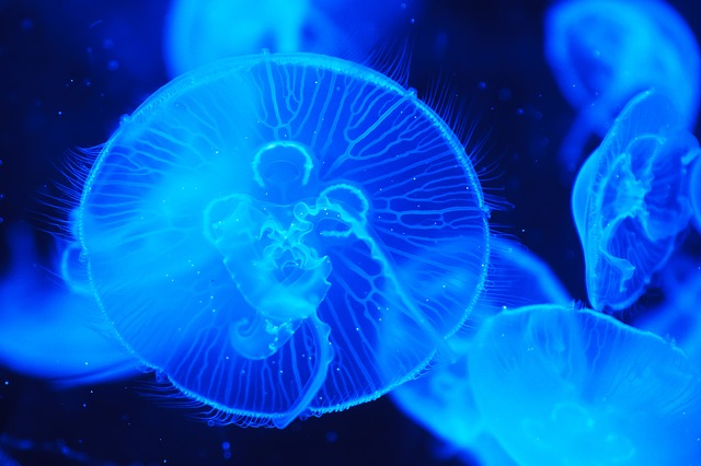 Медузы в Тайланде
