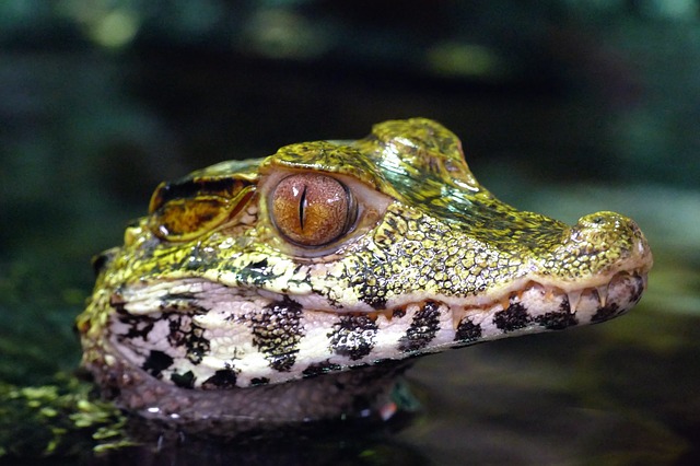 Крокодилы в Тайланде