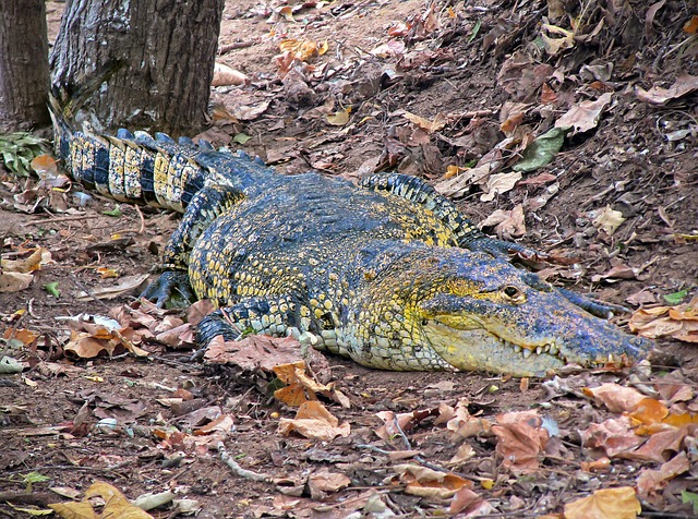 Крокодилы в Тайланде