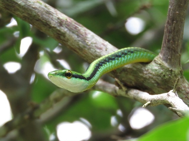 Змеи Тайланда