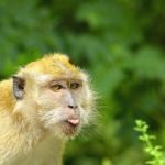 Почему обезьяны в Тайланде далеко не безобидны