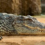 Крокодилы в Тайланде. Надо ли бояться туристам этих «собачек»