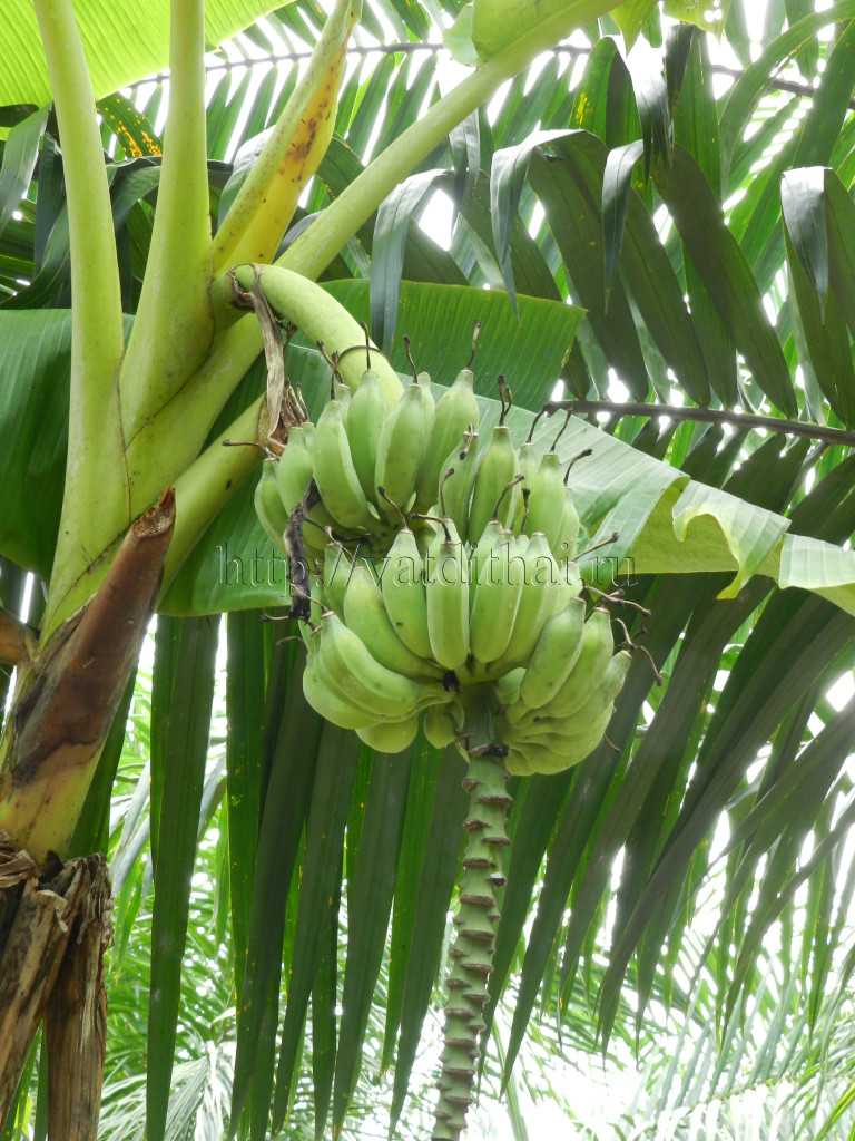 Банан это трава фрукт овощ или ягода. Фрукты банан. Бананы в Тайланде. Банан это фрукт или овощ. Банан это ягода.