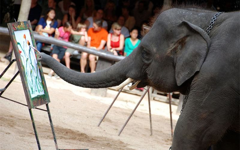Таиланд шоу слонов