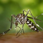 Опасные насекомые Тайланда: кто и где «жужжит»