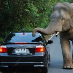 Слон в Таиланде напал на водителя авто..