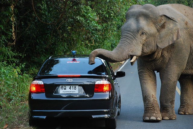 слон в таиланде